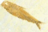 Limestone with Two Fossil Fish (Knightia) - Wyoming #360751-3